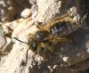 Andrena sp.
